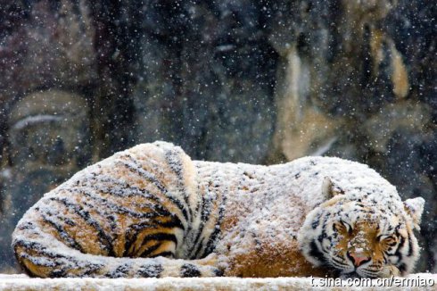 063通身披雪.jpg