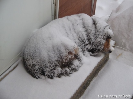 063通身披雪1.jpg